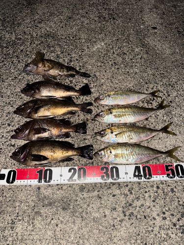 メバルの釣果