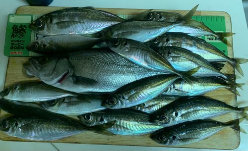 マアジの釣果