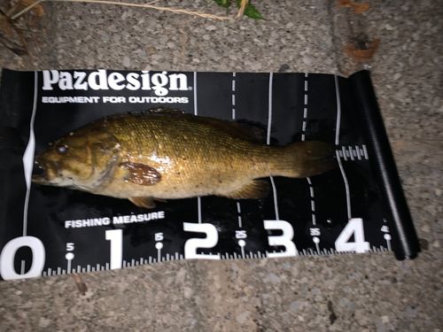 スモールマウスバスの釣果