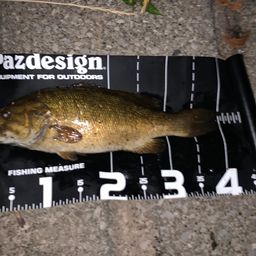 スモールマウスバス