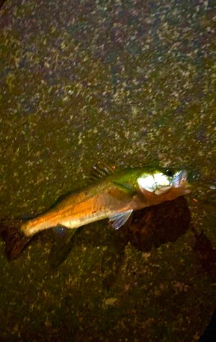 シーバスの釣果