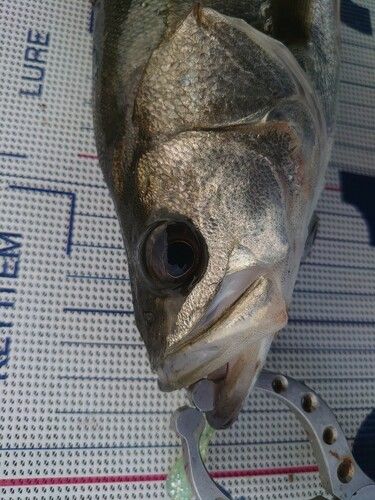 セイゴ（マルスズキ）の釣果