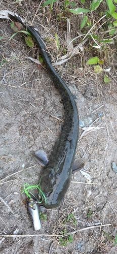 ニホンナマズの釣果