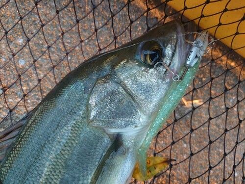 セイゴ（マルスズキ）の釣果