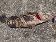 チャイロマルハタの釣果