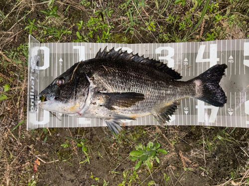 チヌの釣果