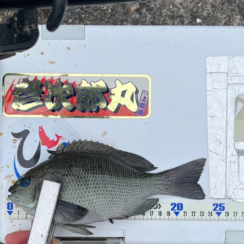 メジナの釣果