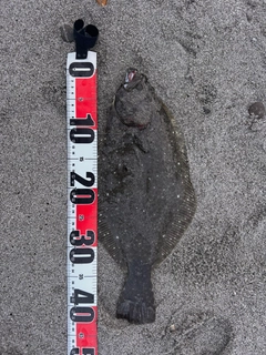 ヒラメの釣果