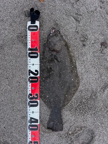 ヒラメの釣果