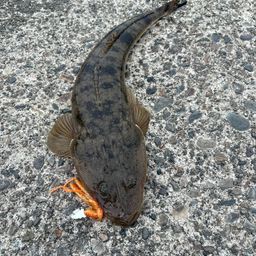 マゴチ