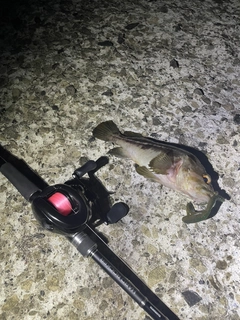 ソイの釣果