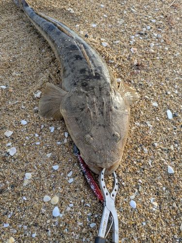 マゴチの釣果