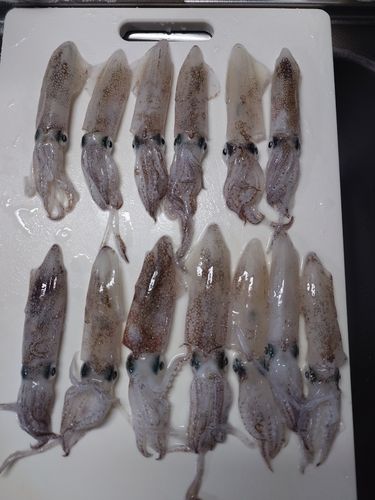 マメイカの釣果