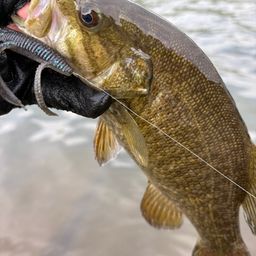 スモールマウスバス