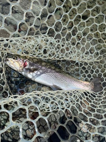 ニジマスの釣果