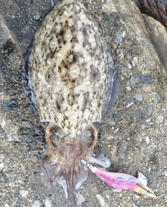 コウイカの釣果
