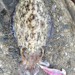 コウイカ