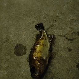 メバル