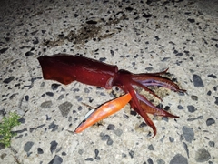 ケンサキイカの釣果