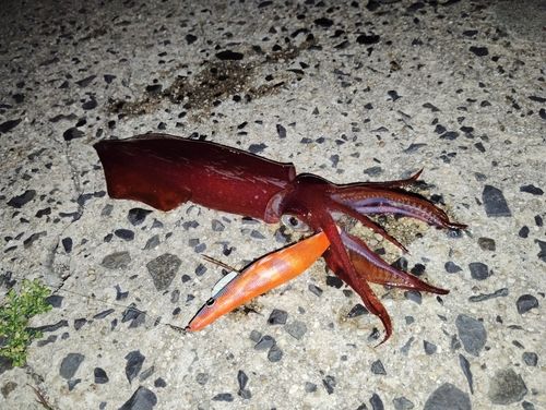 ケンサキイカの釣果