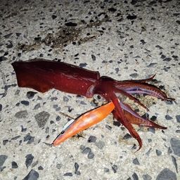 ケンサキイカ