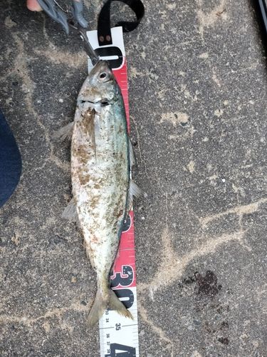 マルアジの釣果