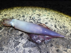シロイカの釣果