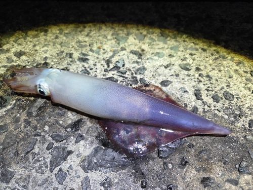 シロイカの釣果