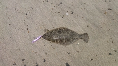 ソゲの釣果