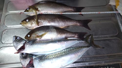 イサキの釣果