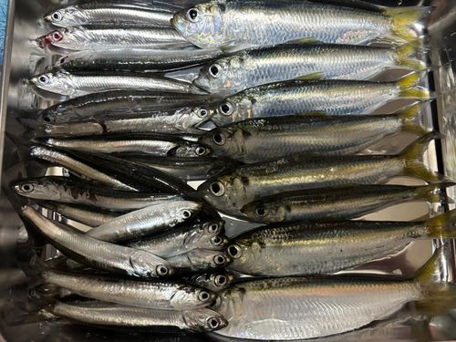 サッパの釣果