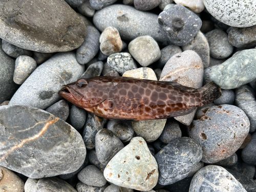 オオモンハタの釣果