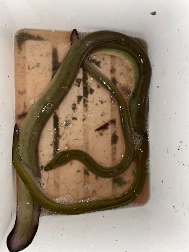 ウナギの釣果