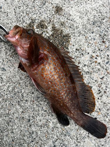 キジハタの釣果