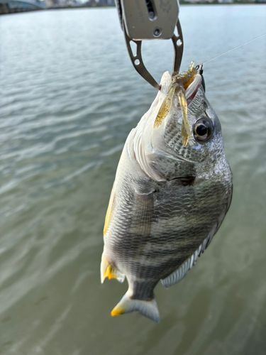 キビレの釣果