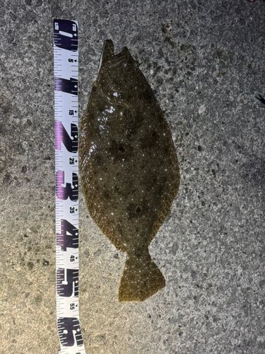 ヒラメの釣果