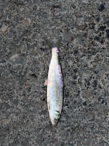 ニシンの釣果