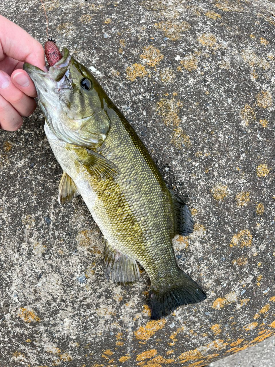 スモールマウスバス