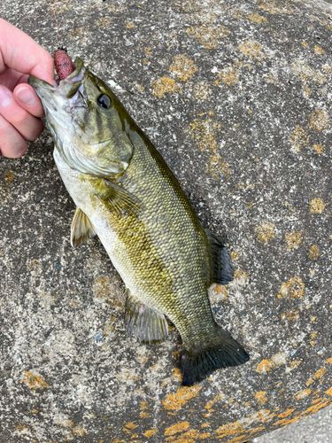 スモールマウスバスの釣果
