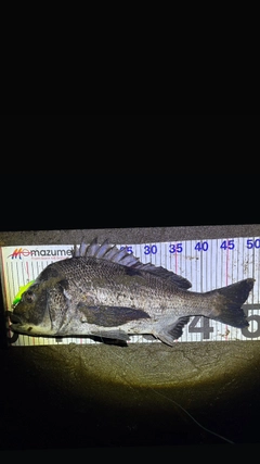 クロダイの釣果