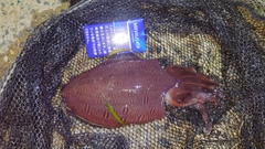 モンゴウイカの釣果