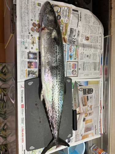 サワラの釣果