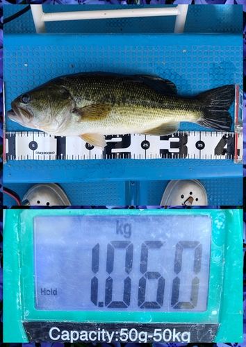 スモールマウスバスの釣果