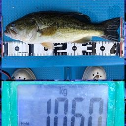 スモールマウスバス