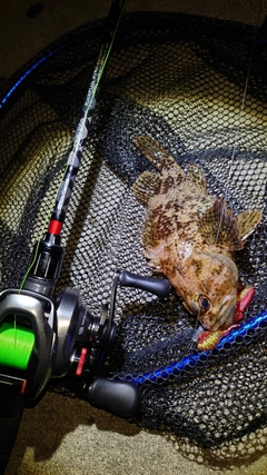 ムラソイの釣果