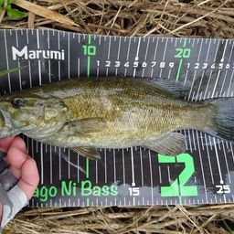 スモールマウスバス