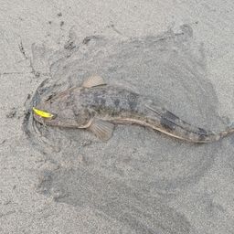 マゴチ