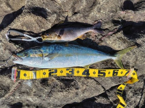 ヒラマサの釣果