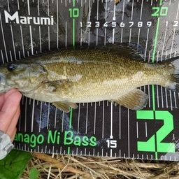 スモールマウスバス