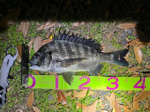 クロダイの釣果